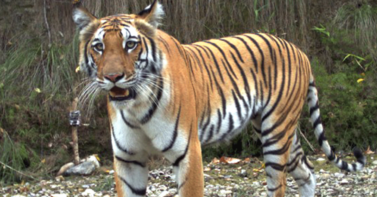 अछाममा बाघले आक्रमण गर्दा एक महिला घाइते