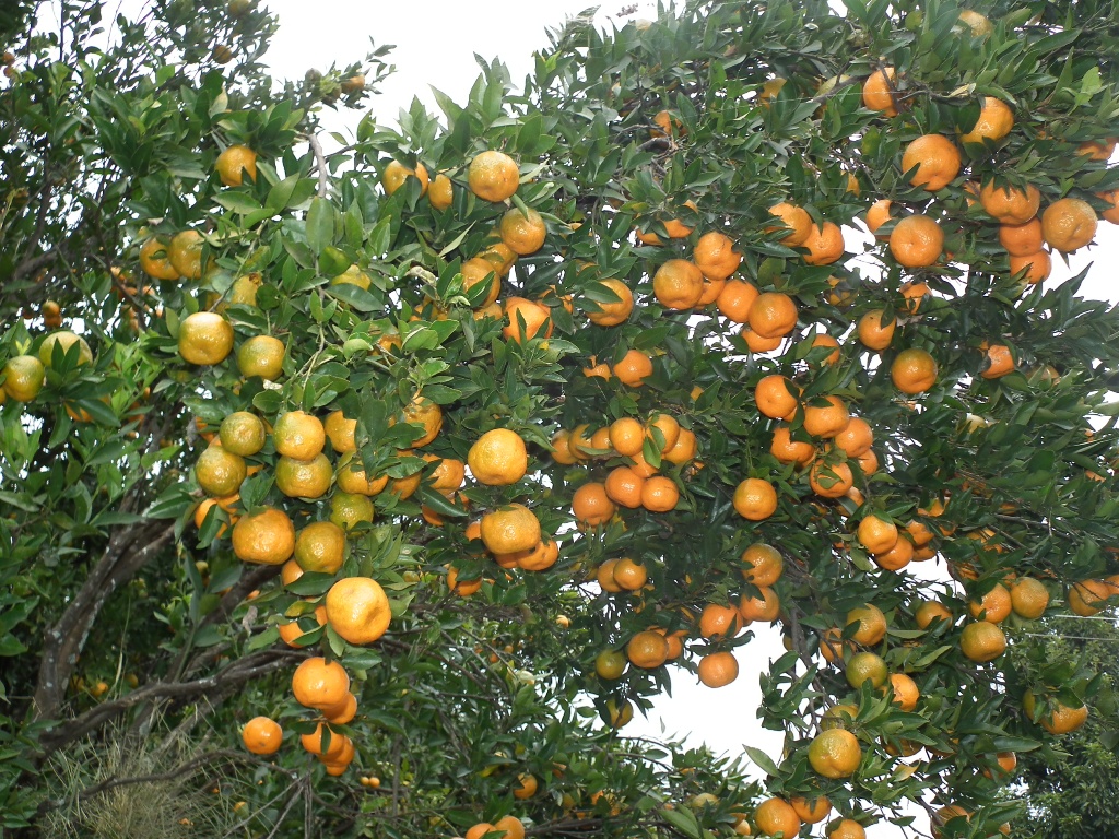 सुन्तला किसानलाई बजारको चिन्ता