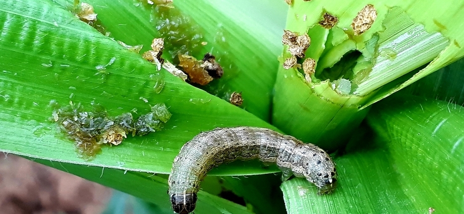 सुदूरपश्चिम प्रदेशका जिल्लामा  फौजीकिराको प्रकोप बढ्दै