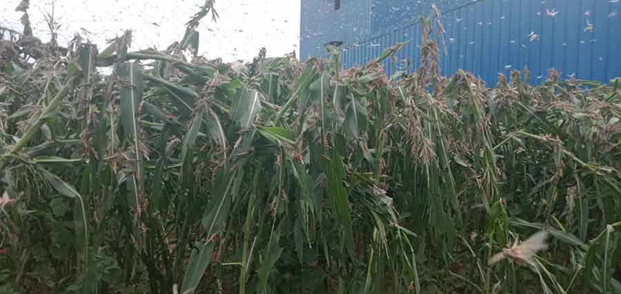 अटेरी भयो सलह, टिन र थाल ठटाउँदा पनि भागेन