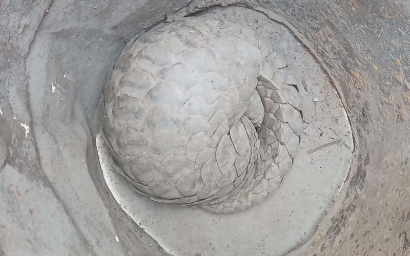 घोडाघोडीमा भेटियो लोपोन्मुख सालक