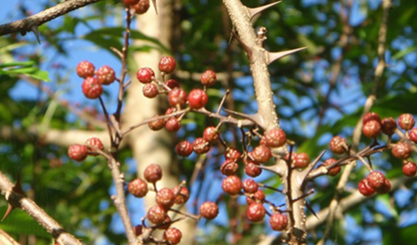 किसानको आकर्षण टिमुर खेतीतर्फ  टिमुरखेतीबाट मनग्य आम्दानी